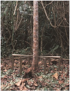 Figura 2: Grande Budha, 1985-2000. Floresta amazônica 10º 07’ 49” S e 69º 11’ 11” W.  Nelson Felix 